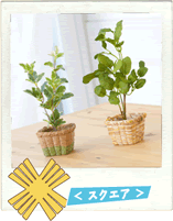 スクエア（四角形）